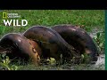 Anaconda Devours Huge Meal | Monster Snakes mp3