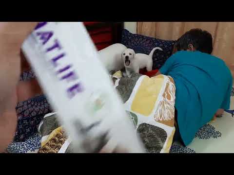Labrador puppy's morning regime | Feeding NATLIFE | Muffin the Labrador Retriever