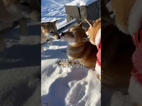 ベストセラーを原作とした三角関係「犬の葬式」シリーズ