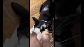 funny cat #cat #funny #fyp #fypシ #cats #india #catvideos #catshorts #youtubeshorts #ytshorts #cute
