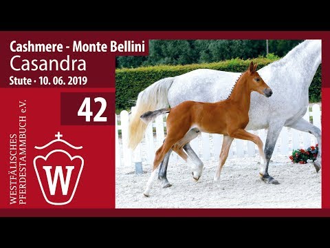 42  Casandra Stute v. Cashmere - Monte Bellini