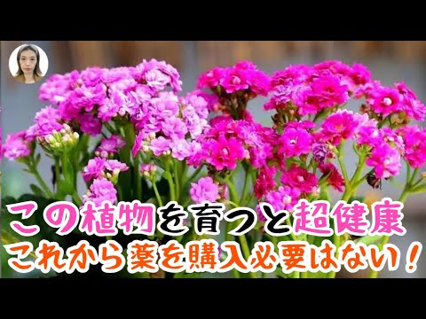 , title : 'この5つの花を家に育てると、健康運が爆上げ！花粉症も怖くない、お金も超節約！｜花子'