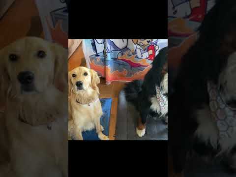 Bunsen and Beaker Teach Science Episode 1: Chemical Bonding