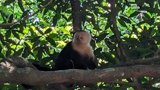 Los monos carablanca, aka Colombian white-faced capuchins