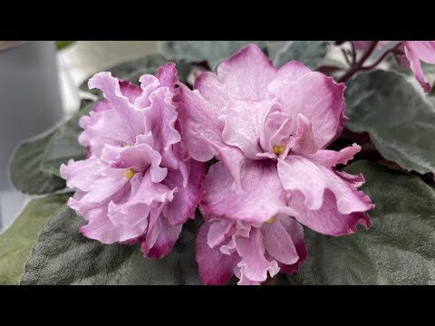 African Violets – Where Do I Buy Them?