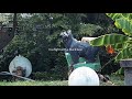 Hey Nothing Black Bear Official Lyric Video