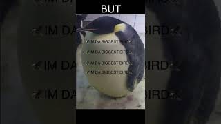 Cover art for IM DA BIGGEST BIRD