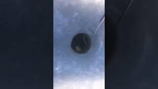 На что греки ловится рыба матрешка