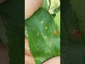 IPM Shorts: Apple Orchard Update: What Is On Those Trees? (It's NOT Apple Crisp)