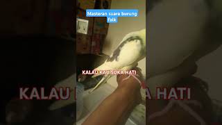 Download lagu masteran kalau kau suka hati burung falk #kalaukausukahati #falkjantan #parkitaustrali #siulan mp3