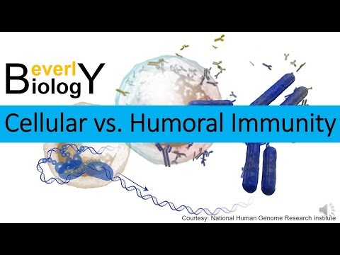 Cellular vs. Humoral Immunity