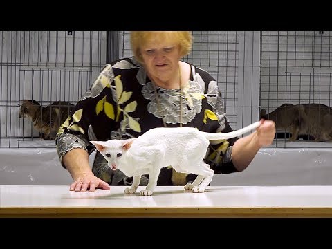 CFA International Cat Show 2017 - Championship Orientals