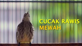 Download lagu CUCAK RAWIS GACOR SOREE HARI mp3