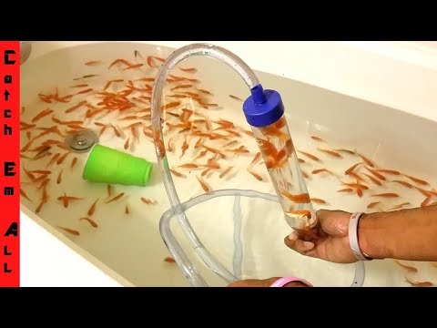 FISH ROLLER COASTER! Safe for Fish