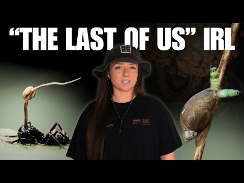 The Heinous World of Zombie Infections | Lindsay Nikole