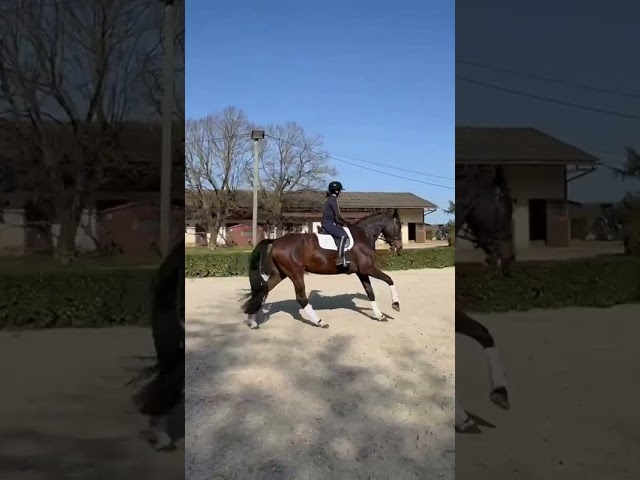 Jument KWPN, 5 ans / dr / cce 