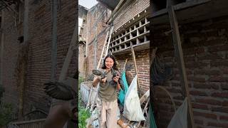 Download lagu WILD PIGEON FALLS FROM ITS CAGE mp3 Download lagu WILD PIGEON FALLS FROM ITS CAGE mp3