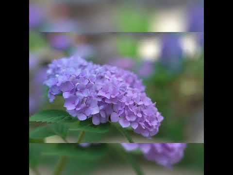 Wallpaper 💜💜Flowers 💜💜