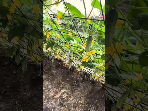 Cucumber plant net in action