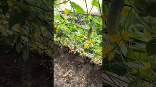 Download lagu Cucumber plant net in action mp3 Download lagu Cucumber plant net in action mp3