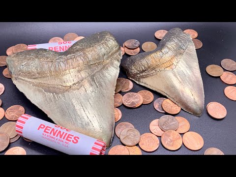 Nordic Gold Shark Teeth.