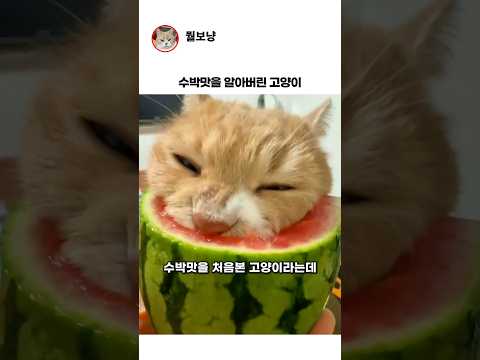수박맛을 알아버린 고양이