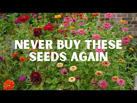 Wie man aus einer Zinnie eine Zillion macht