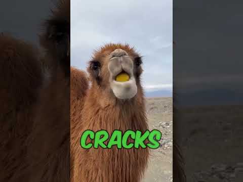Réaction hilarante du chameau au citron