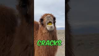 Réaction hilarante du chameau au citron