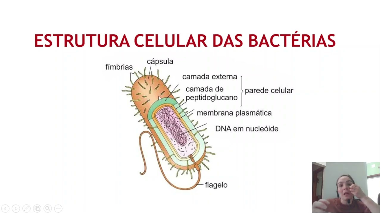 Aula 2 microbiologia