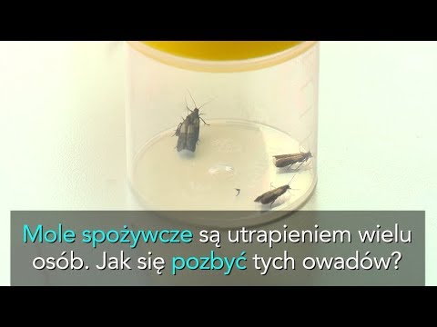 Kapsułki w aptece na wypadanie włosów Latający włosy