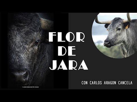 GANADERIA FLOR DE JARA