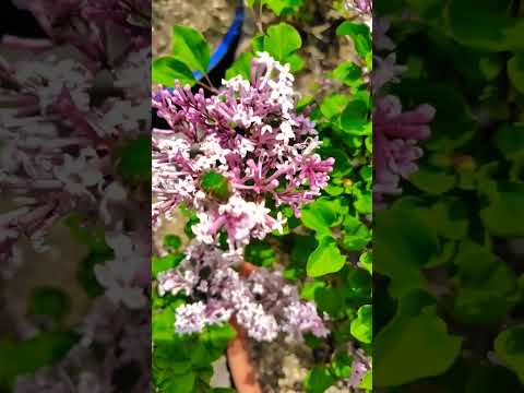 中国のライラック 植物