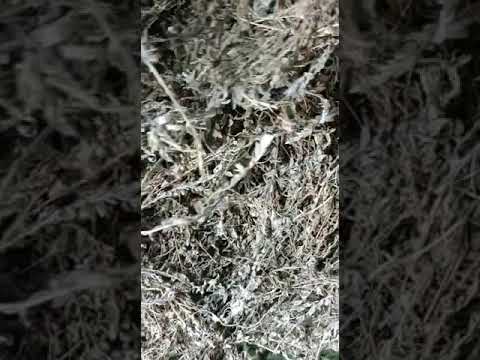 Shankhpushpi Whole Plant
