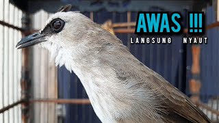 Download lagu trucukan gacor TARUNG ROPEL PANJANG pancingan trucukan agar bunyi jadikan burung trucuk gacor EMOSI mp3