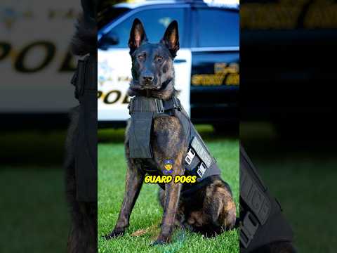 K9 Police Dogs vs Guard Dogs What’s the Difference? #shorts #dog #pets #doglove #k9