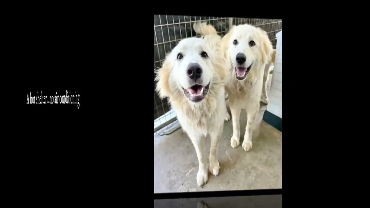 Enlarge Opal, a Adoptable mixed breed in Fort Wayne, IN video 2/4