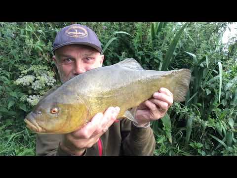 Tench fishing to start the day