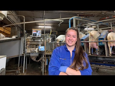 , title : 'Hoe melk je 1200 geiten?! - Vivianne's vlog #5 - Vloggende jonge boeren'