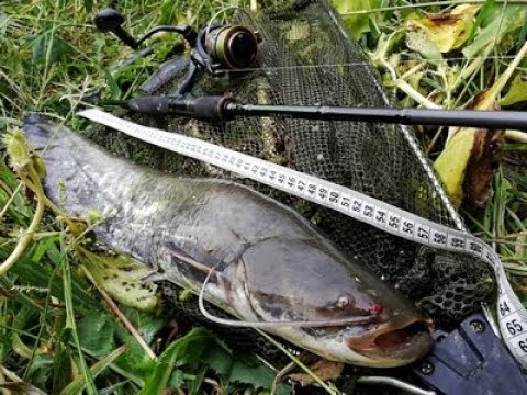 SOM na šeda // Catfish spinning