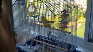 Mello the Budgie Practices Singing to His Mirror
