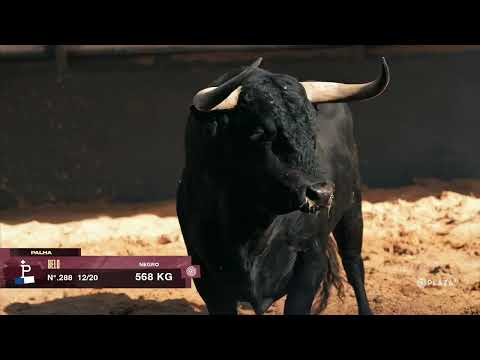 Sorteados los toros de Palha para el Domingo de Resurrección