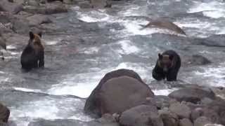 preview picture of video 'Brown Bears in Shiretoko National Park'