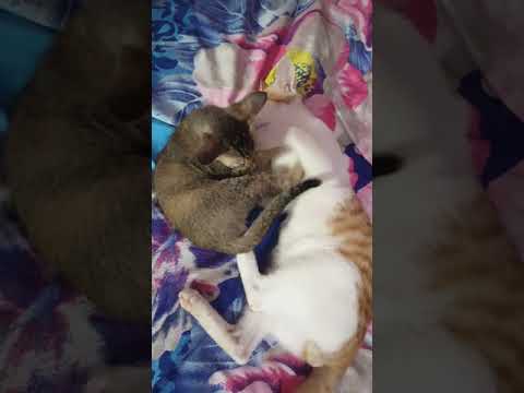 creamy and chocolate friendly fight