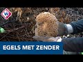 Egels volgen met een zender: in Zoetermeer doen ze uniek onderzoek - OMROEP WEST