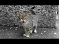 Cute Stray Cat Meows Loudly And Asks For Food