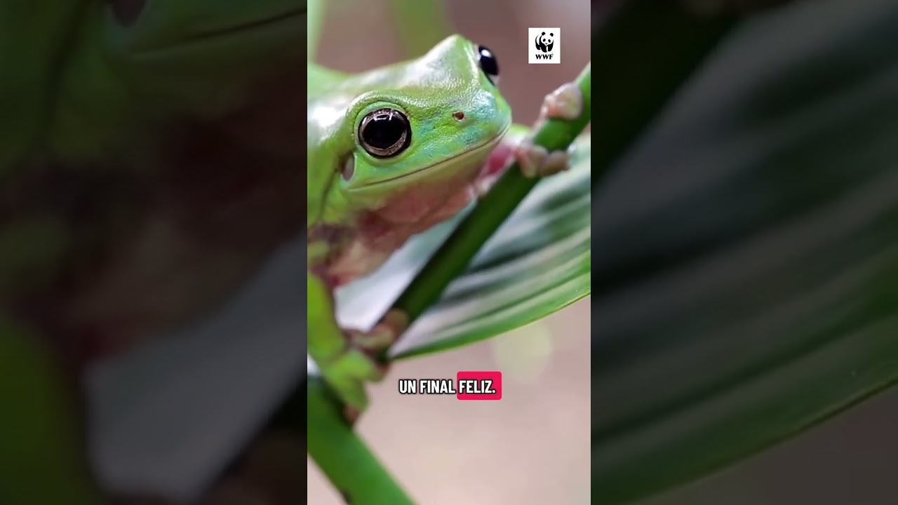 Día Internacional para la Conservación de los Anfibios