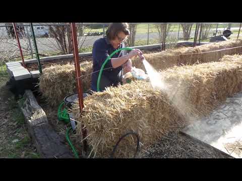 STRAW BALE GARDENING-DAY 1 - CONDITIONING THE BALES