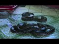 Myanmar Buddhist Temple Now A Nirvana For Snakes