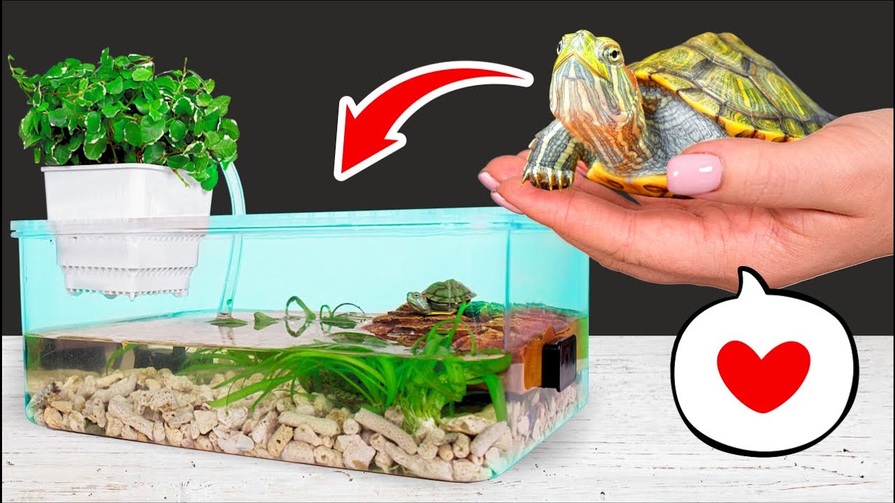 Как построить террариум для красноухих черепах дома